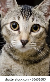 Close Up Of Cat Looking At Camera