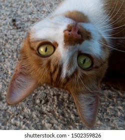 Close up cat looking upside down