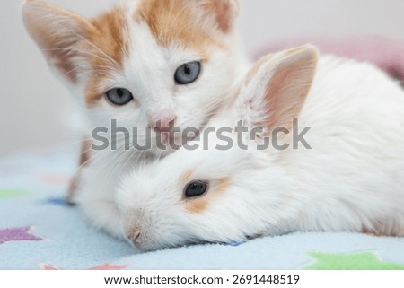 Close up of a cat lying on a rabbit both look adorable and convey tenderness calm and love for animals Perfect image for projects about friendship pets and nature