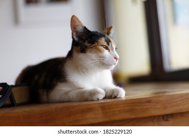Close Up Cat on Table