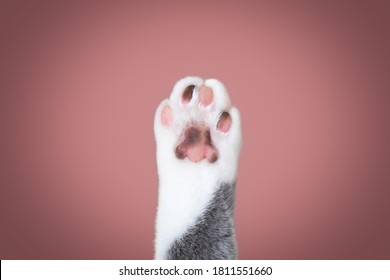 Close Up Of A Cat Paw With Different Colored Toe Beans With Copy Space