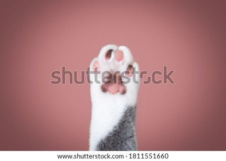 close up of a cat paw with different colored toe beans with copy space