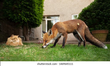 Close Up Of A Cat And Red 
Fox In The Garden, UK.