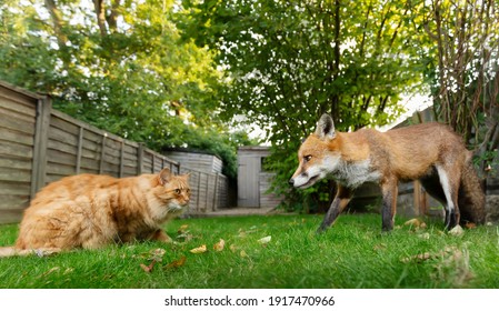 Close Up Of A Cat And Red Fox In The Garden, UK.