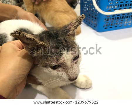Close up to the cat with sarcoptic mange.
