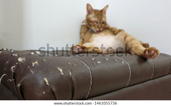 cats leather furniture scratching