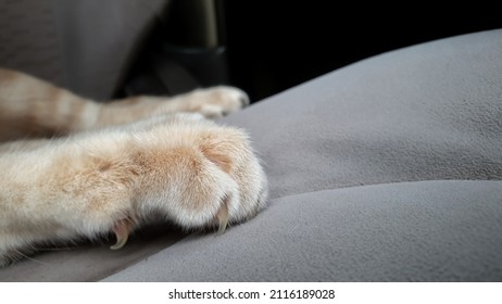 Close Up Cat Sharp Claws On Fabric Passenger Car Seat.