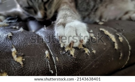 Close up cat sharp claws on scratched damaged leather sofa.