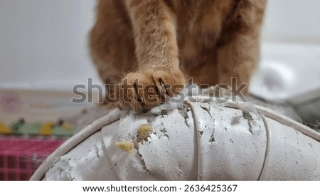 Close up cat sharp claws on scratched damaged leather sofa.