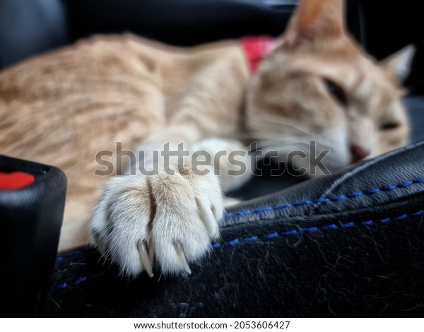 Close\
up cat sharp claws on leather passenger car\
seat.