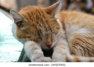 Close Up Cat Is Sleeping On The Car Bonnet Hood. Selective Focus Of Cat.