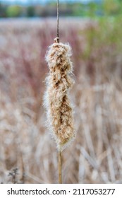 Close Up Of Cat Tail Plant On Early Spring