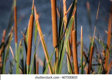 close up of cat tails