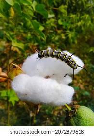 The close up of caterpillar Sitting on Gossypium herbaceum.Photograph of a full grown monarch caterpillar.it is black caterpillar.Its Another names is Queen caterpillar,Plain Tiger caterpillar and etc