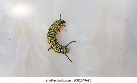 The close up of caterpillar with white background.monarch caterpillar.it is black caterpillar.Its Another names is Queen caterpillar,Puss moth caterpillar,Plain Tiger caterpillar and etc