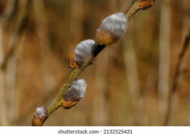 Close up of  catkins of Salix caprea (goat willow, also known as the pussy willow or great sallow) in very early spring