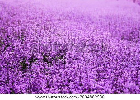 Similar – Image, Stock Photo Purple Lavender Field In Summer