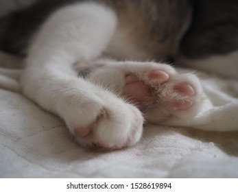 Close Up Of A Cat's Extra Toes.