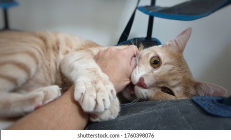 Close Up Cat's Eye When Angry Young Cat Bite Human Hand.