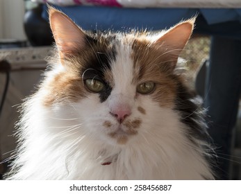 close up of a cats face
