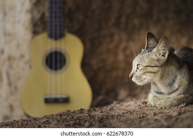 Close up of cat's face