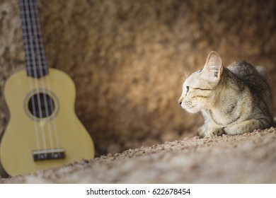 Close up of cat's face