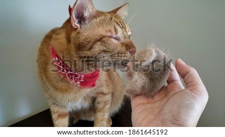 Close up cat's face when sniffing fur clump on human hand.