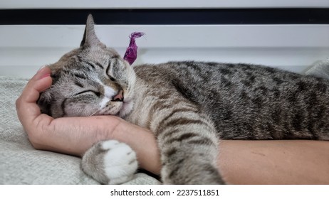 Close up cat's face who sleeping on owner's hand. - Powered by Shutterstock - Get 15% off with code: PIKWIZARD15