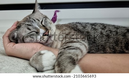 Close up cat's face who sleeping on owner's hand.