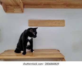 Close Up Cat's Face Who Standing On Modern Wall Mounted Cat Climbing
Frame And Looking Something.