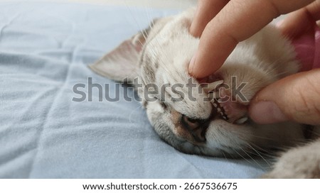 Close up cat's teeth when open adult cat's mouth showing sharp teeth surface