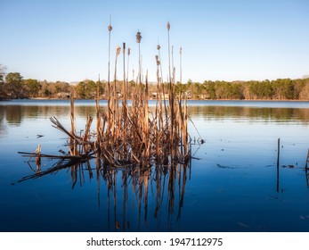 Close up of cattails in the foreground with blue sky and forest with houses in the background. Pond with gentle waves with reflections of brown wild water plants.