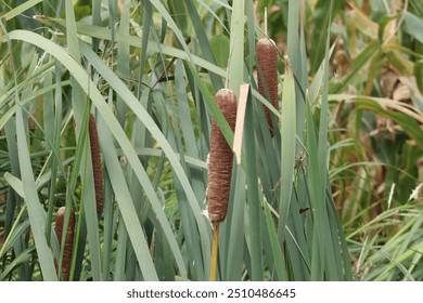 Cerca Cattails en un