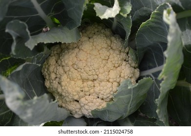 Close Up Of Cauliflower All The Year Round Seen Outdoors.