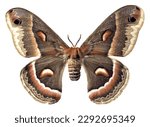 Close up of Cecropia moth isolated on white background