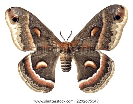 Close up of Cecropia moth isolated on white background