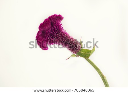 Similar – Image, Stock Photo Allium isolated on white background