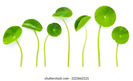 Close up centella asiatica leaves isolated on white background top view. - Shutterstock ID 2223662121