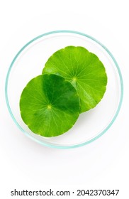 Close up centella asiatica leaves with rain drop in petri dish isolated on white background top view. - Shutterstock ID 2042370347