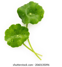 Close up centella asiatica leaves with rain drop isolated on white background top view. - Shutterstock ID 2060135096