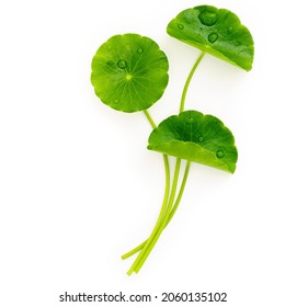 Close up centella asiatica leaves with rain drop isolated on white background top view. - Shutterstock ID 2060135102