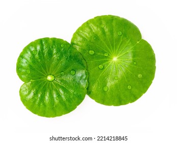 Close up centella asiatica leaves with rain drop in petri dish isolated on white background top view. - Shutterstock ID 2214218845