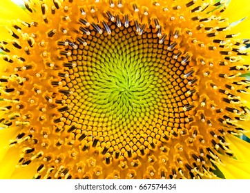 Close Up At The Center Of Sunflower Showing Complex Fibonacci Sequences.