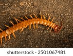 Close. centipede on asphalt. dead big black orange centipede within the city.