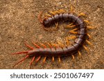 Close. centipede on asphalt. dead big black orange centipede within the city.