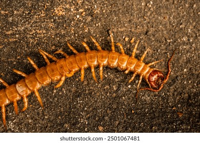 Close. centipede on asphalt. dead big black orange centipede within the city.