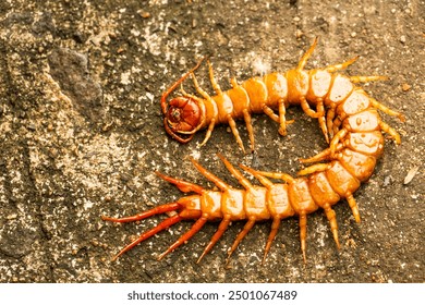 Close. centipede on asphalt. dead big black orange centipede within the city.