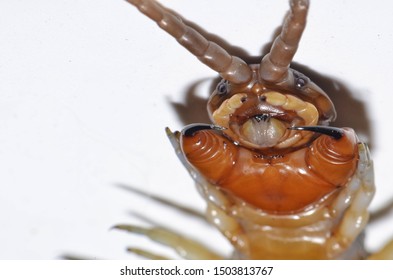 Close up centipede on white background  - Powered by Shutterstock