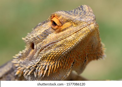 Close up of Central Bearded Dragon - Shutterstock ID 1577086120
