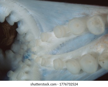 Close Up Of Central Mouth, Beak And Suckers On Underside Of A Curled Octopus As It Attacks